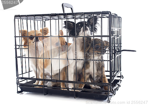 Image of chihuahuas in kennel