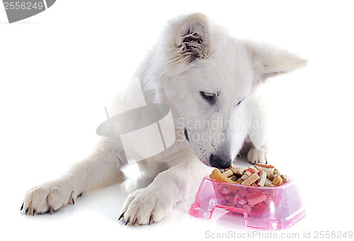 Image of eating Swiss shepherd 