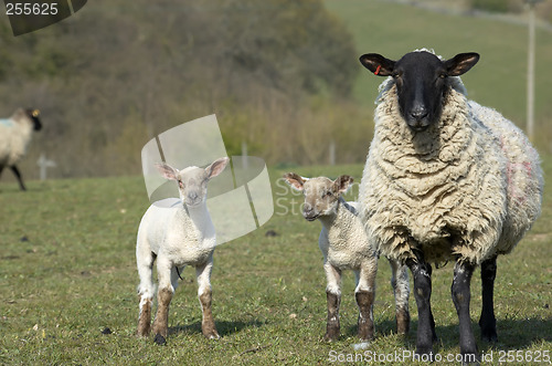 Image of Yew and Lambs