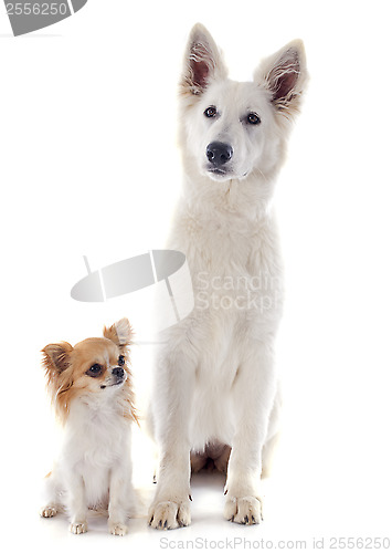 Image of Swiss shepherd  and chihuahua