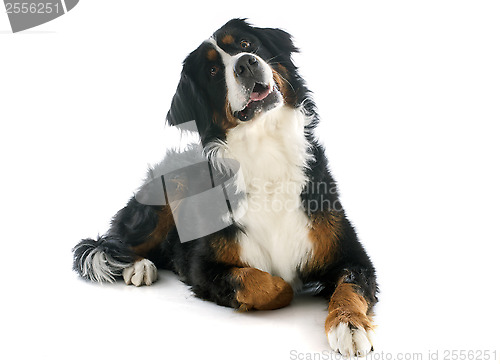 Image of bernese moutain dog