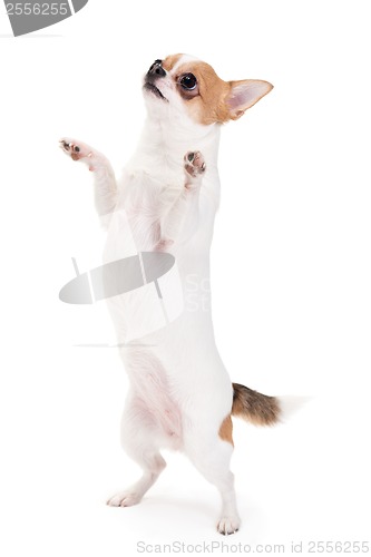 Image of Playful Chihuahua