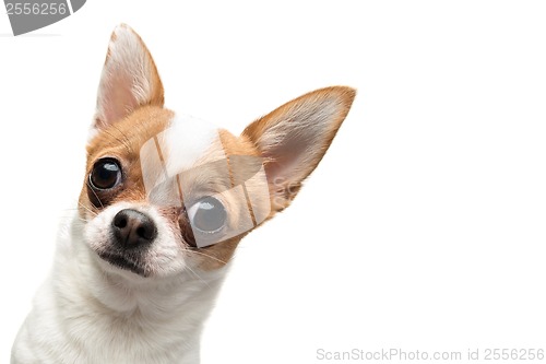 Image of Funny Chihuahua peeping out the frame