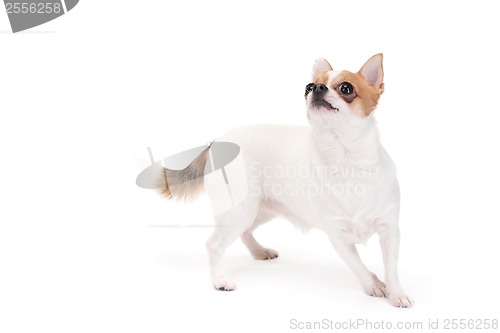 Image of Playful Chihuahua