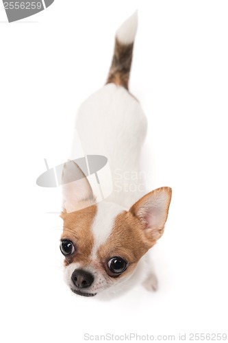 Image of High angle shot of Chihuahua