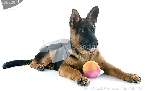 Image of puppy german shepherd