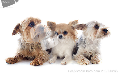 Image of yorkshire terriers and chihuahua