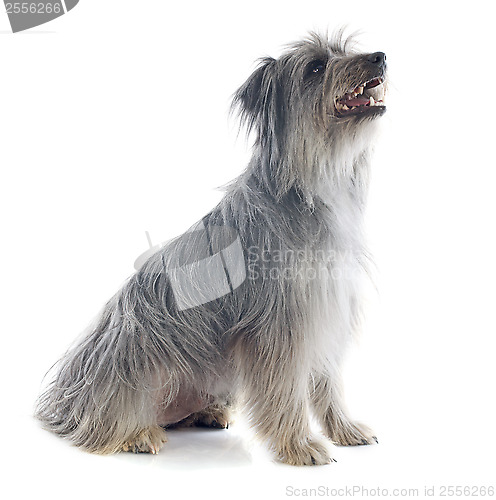 Image of Pyrenean sheepdog 