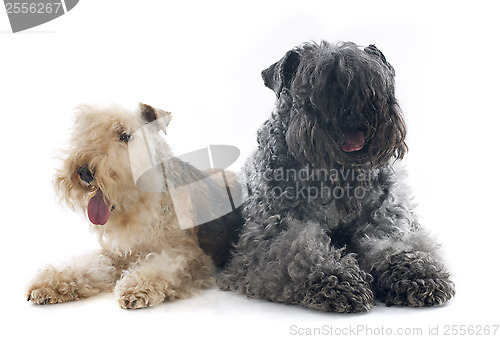 Image of kerry blue terrier and lakeland terrier