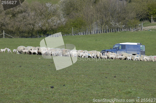 Image of Feeding Time