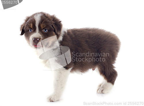 Image of puppy australian shepherd