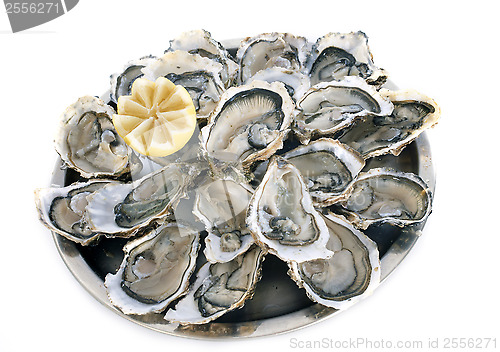 Image of french oysters