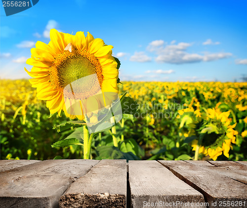 Image of Table and field of sunflowers