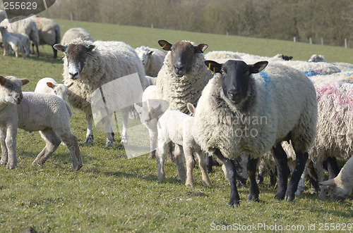 Image of Flock