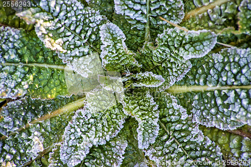 Image of leaves with ice crystals