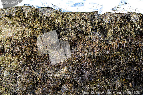 Image of silage fodder