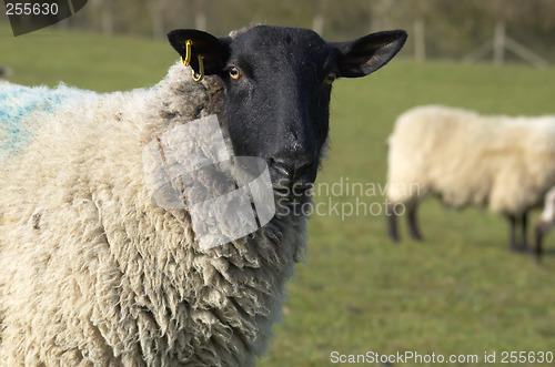 Image of Ewe