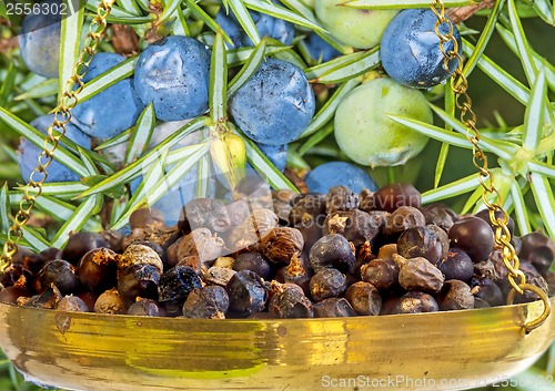 Image of juniper berries