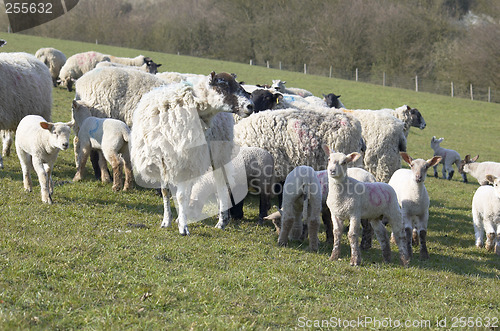 Image of Flock