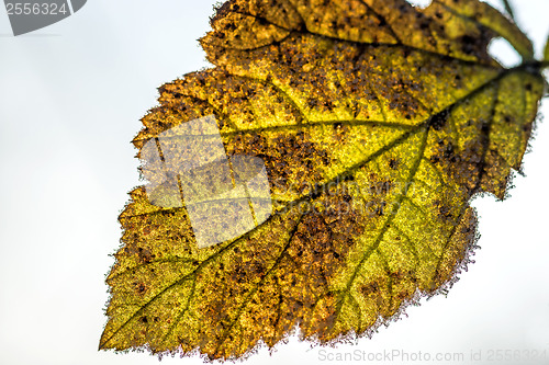 Image of leaf with ice crystals