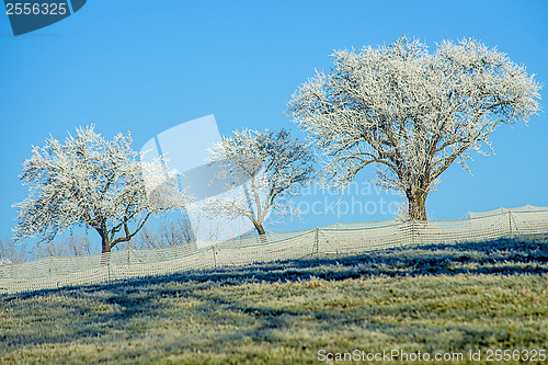 Image of trees with ice crystals