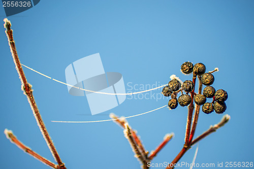 Image of privet berries with ice chain