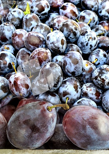 Image of damson with autumnal leaves