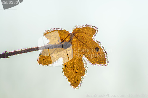 Image of leaf with ice crystals