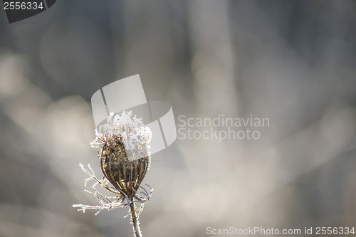 Image of carrot seeds with ice crystals