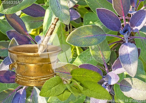 Image of sage, Salvia officinalis