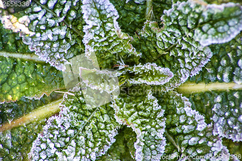Image of leaves with ice crystals