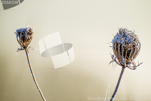 Image of carrot seeds with ice chain