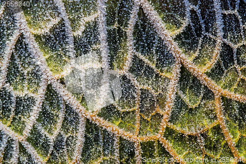 Image of leaf with ice crystals