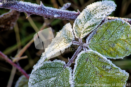 Image of leaves with ice crystals