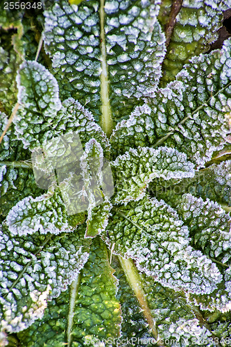 Image of leaves with ice crystals