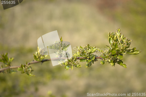 Image of New leaves