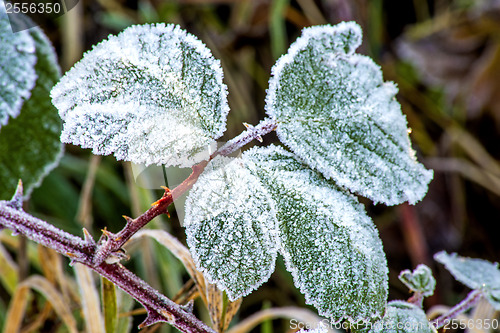 Image of leaves with ice crystals