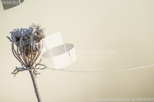 Image of carrot seeds with ice chain