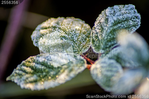 Image of leaves with ice crystals