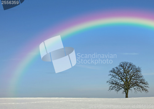 Image of  tree in wintertime with rainbow