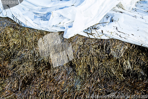 Image of silage fodder