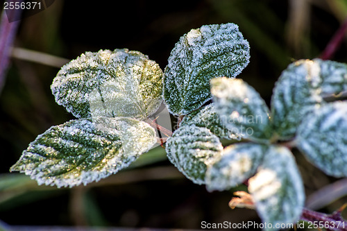Image of leaves with ice crystals