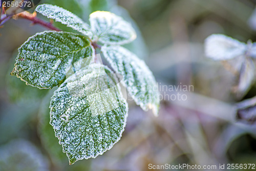 Image of leaves with ice crystals