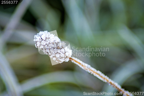 Image of seeds with ice crystals