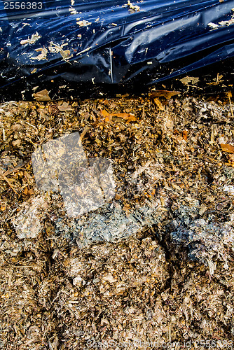 Image of silage fodder