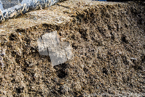 Image of silage fodder