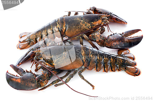 Image of lobsters