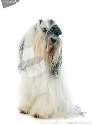 Image of tibetan terrier