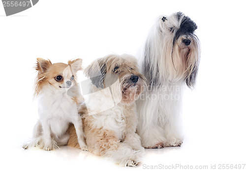 Image of tibetan terriers and chihuahua