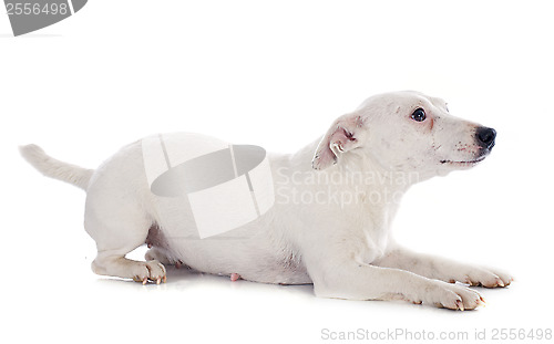 Image of jack russel terrier